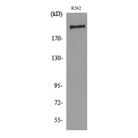 Western Blot - Anti-SIGLEC1 Antibody (C30468) - Antibodies.com