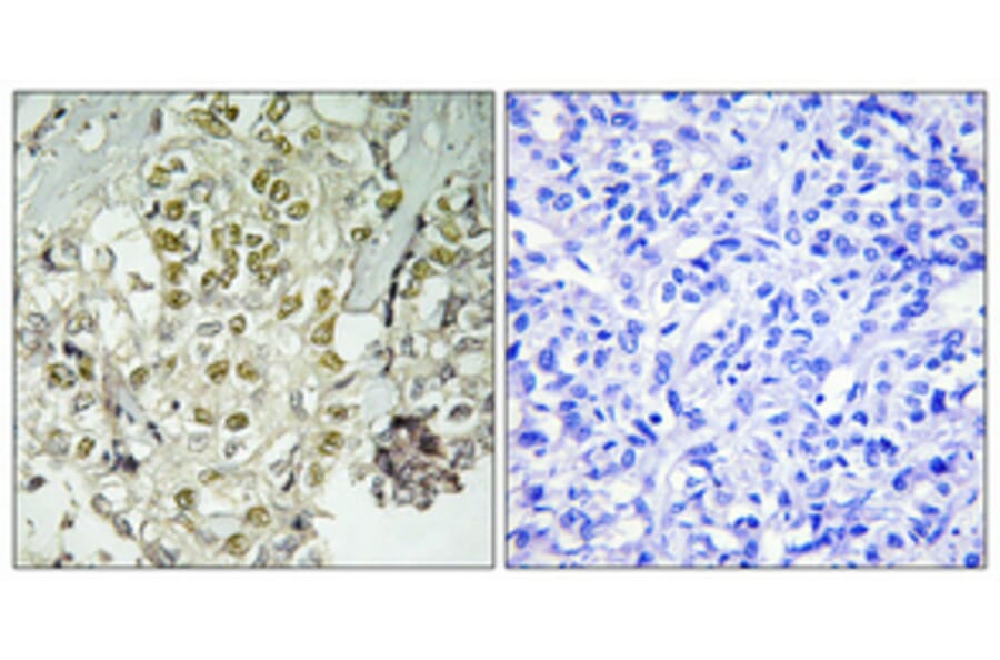 Immunohistochemistry - Anti-RAD51L3 Antibody (C13108) - Antibodies.com