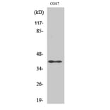 Western Blot - Anti-RAD51L2 Antibody (C19668) - Antibodies.com