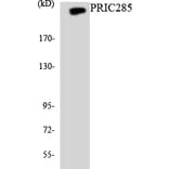 Western Blot - Anti-PRIC285 Antibody (R12-3360) - Antibodies.com