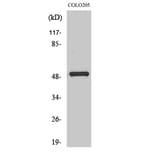 Western Blot - Anti-PPP4R1L Antibody (C18661) - Antibodies.com