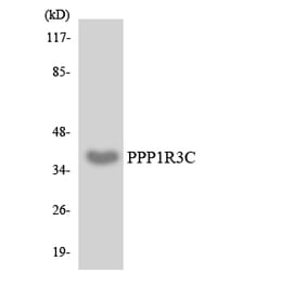 Western Blot - Anti-PPP1R3C Antibody (R12-3350) - Antibodies.com