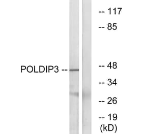 Western Blot - Anti-POLDIP3 Antibody (C17773) - Antibodies.com