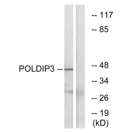 Western Blot - Anti-POLDIP3 Antibody (C17773) - Antibodies.com