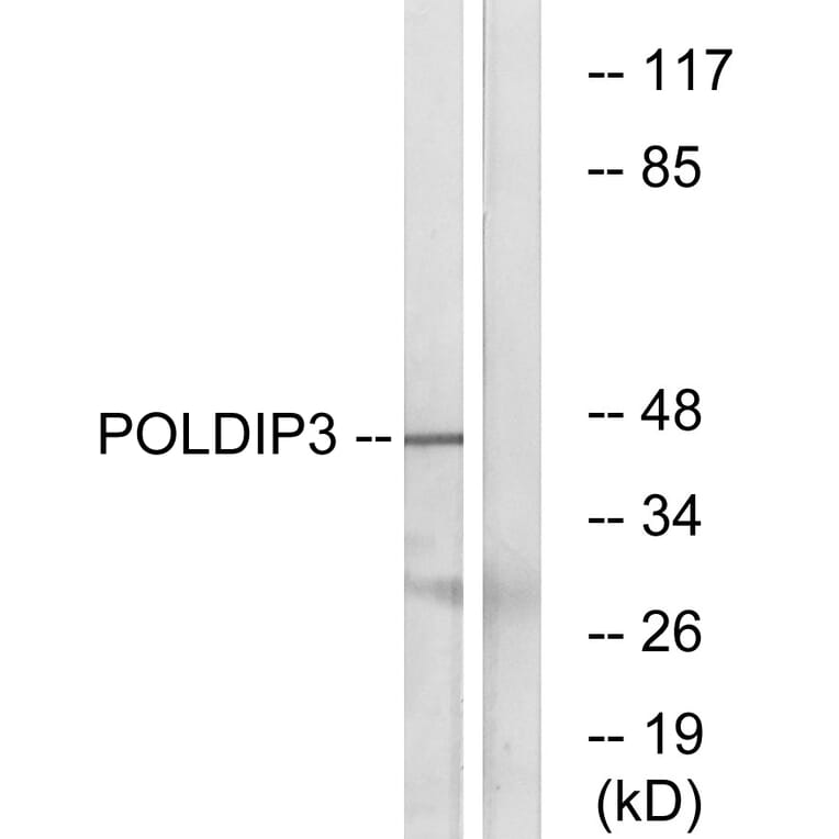 Western Blot - Anti-POLDIP3 Antibody (C17773) - Antibodies.com