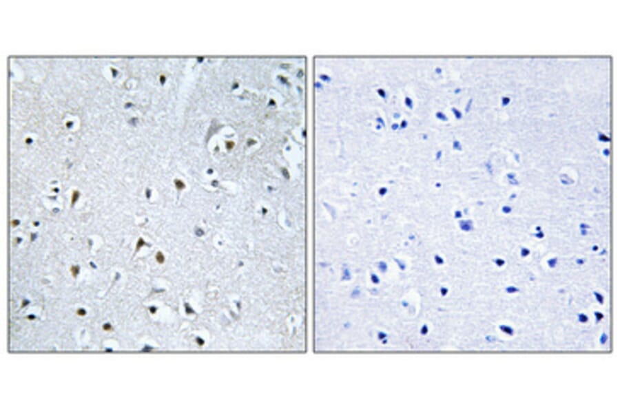Immunohistochemistry - Anti-POLDIP3 Antibody (C17773) - Antibodies.com