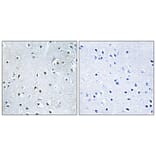 Immunohistochemistry - Anti-POLDIP3 Antibody (C17773) - Antibodies.com