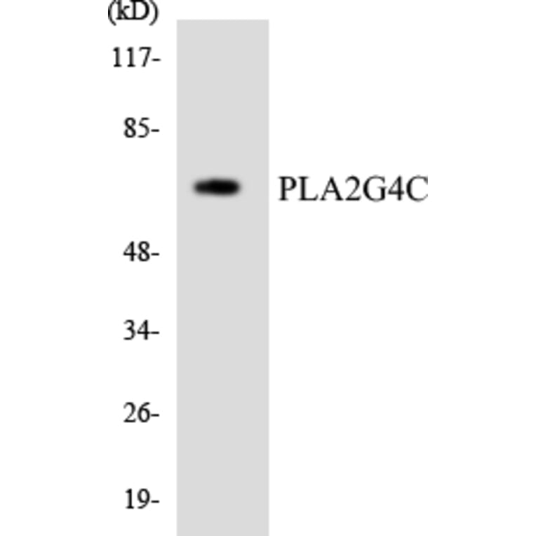 Western Blot - Anti-PLA2G4C Antibody (R12-3333) - Antibodies.com