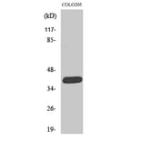 Western Blot - Anti-ORCTL-2 Antibody (C11478) - Antibodies.com