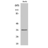 Western Blot - Anti-OR5AK3P Antibody (G471) - Antibodies.com