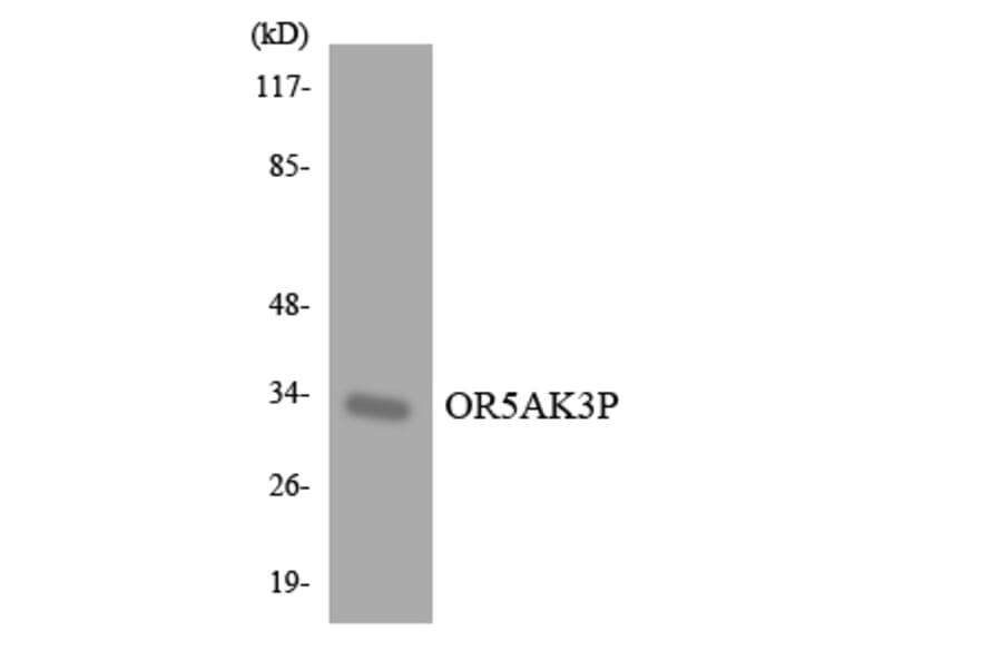 Western Blot - Anti-OR5AK3P Antibody (R12-3227) - Antibodies.com