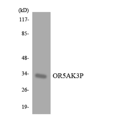 Western Blot - Anti-OR5AK3P Antibody (R12-3227) - Antibodies.com