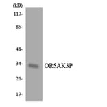 Western Blot - Anti-OR5AK3P Antibody (R12-3227) - Antibodies.com