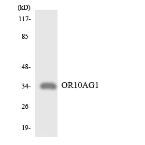 Western blot analysis of the lysates from RAW264.7 cells using Anti-OR10AG1 Antibody.