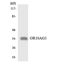 Western Blot - Anti-OR10AG1 Antibody (R12-3128) - Antibodies.com