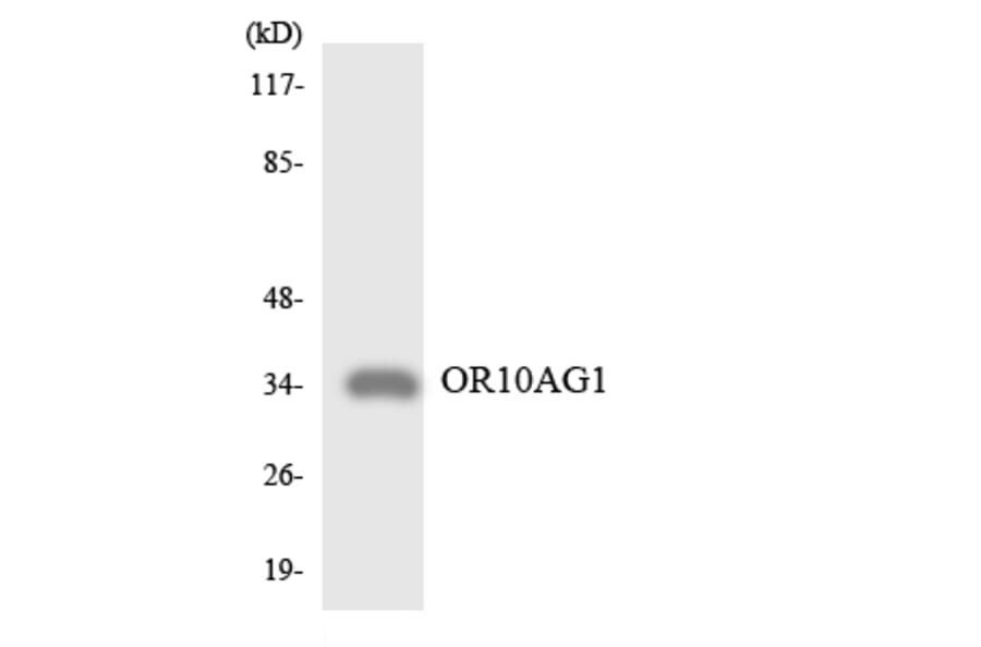 Western Blot - Anti-OR10AG1 Antibody (R12-3128) - Antibodies.com