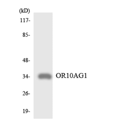 Western Blot - Anti-OR10AG1 Antibody (R12-3128) - Antibodies.com