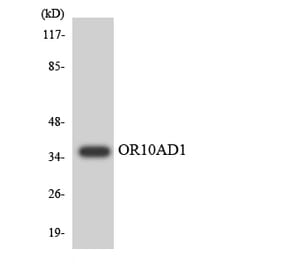 Western Blot - Anti-OR10AD1 Antibody (R12-3127) - Antibodies.com