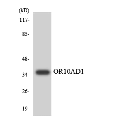 Western Blot - Anti-OR10AD1 Antibody (R12-3127) - Antibodies.com