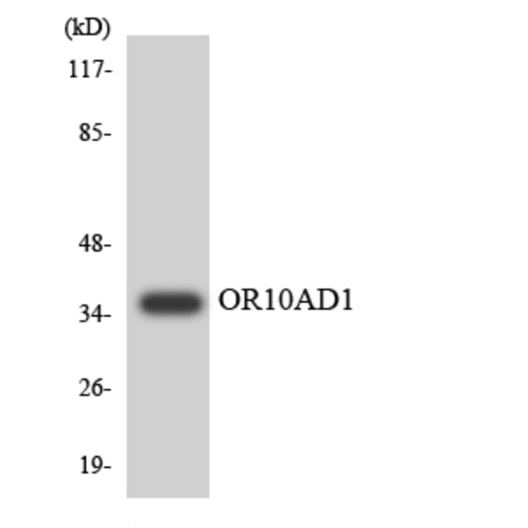 Western Blot - Anti-OR10AD1 Antibody (R12-3127) - Antibodies.com