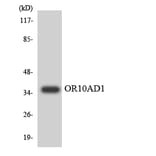 Western Blot - Anti-OR10AD1 Antibody (R12-3127) - Antibodies.com