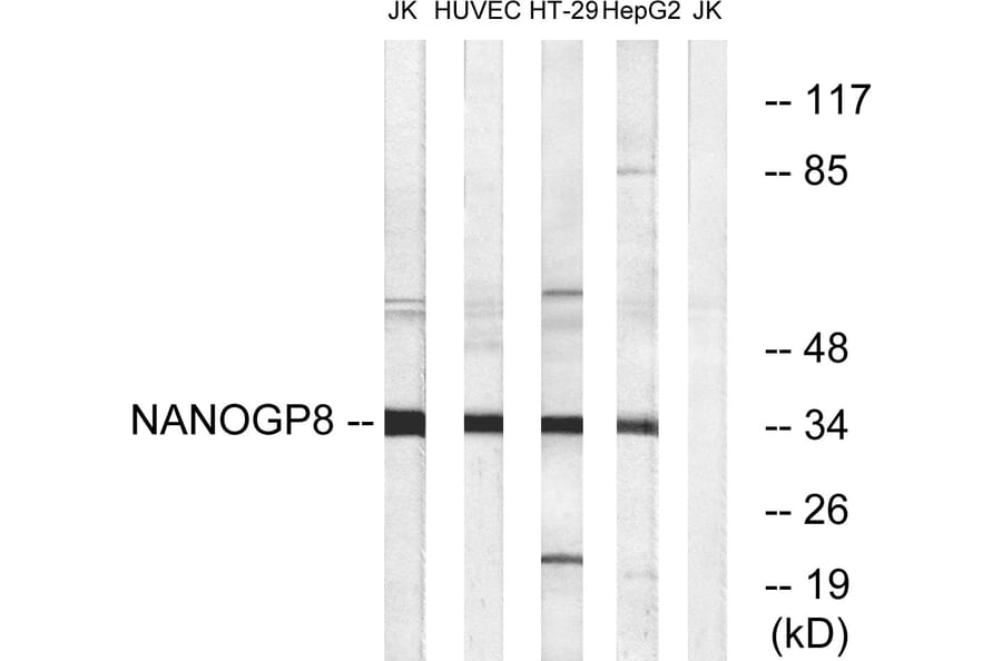 Western Blot - Anti-NANOGP8 Antibody (C16336) - Antibodies.com
