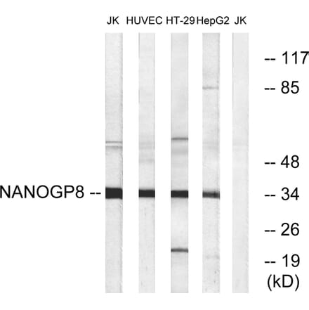 Western Blot - Anti-NANOGP8 Antibody (C16336) - Antibodies.com