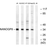 Western Blot - Anti-NANOGP8 Antibody (C16336) - Antibodies.com