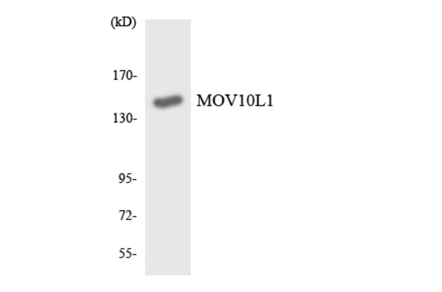 Western Blot - Anti-MOV10L1 Antibody (R12-3027) - Antibodies.com