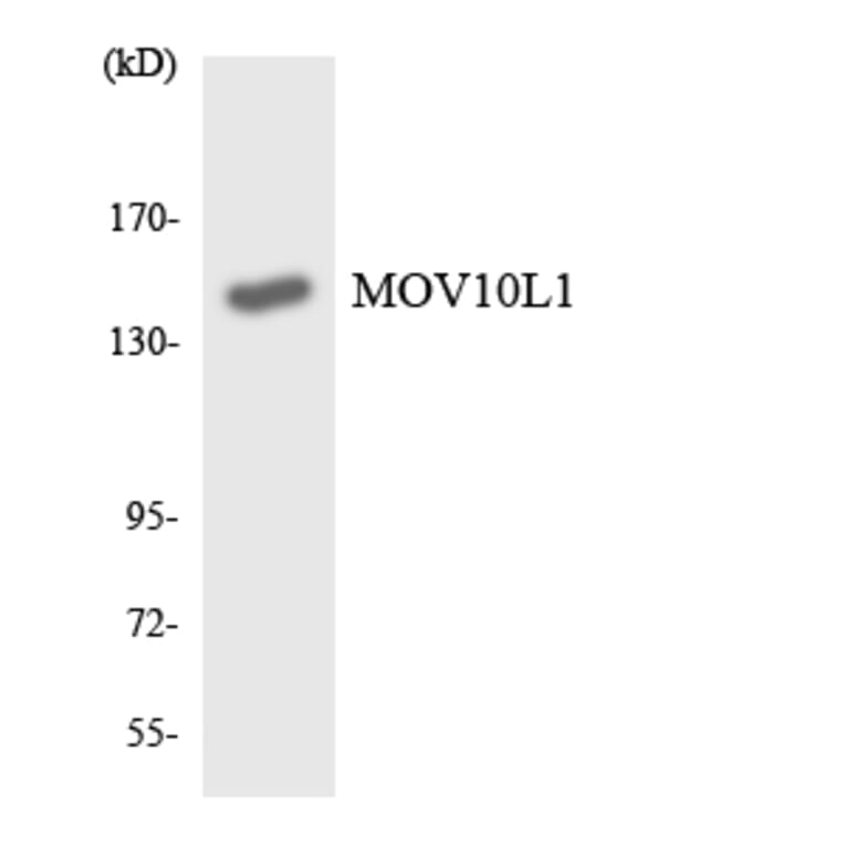 Western Blot - Anti-MOV10L1 Antibody (R12-3027) - Antibodies.com