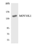 Western Blot - Anti-MOV10L1 Antibody (R12-3027) - Antibodies.com