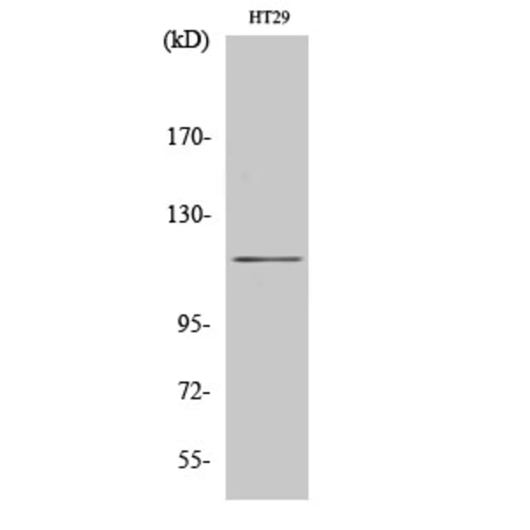 Western Blot - Anti-MAP3KL4 Antibody (C11190) - Antibodies.com