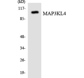 Western Blot - Anti-MAP3KL4 Antibody (R12-2991) - Antibodies.com