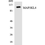 Western Blot - Anti-MAP3KL4 Antibody (R12-2991) - Antibodies.com