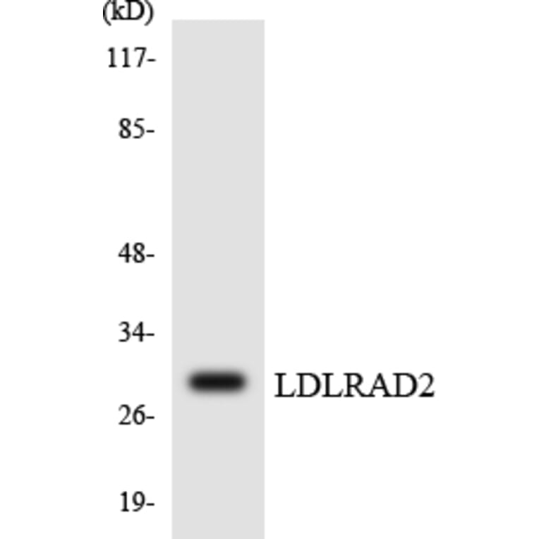 Western Blot - Anti-LDLRAD2 Antibody (R12-2964) - Antibodies.com