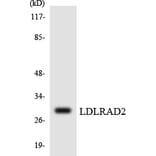 Western Blot - Anti-LDLRAD2 Antibody (R12-2964) - Antibodies.com