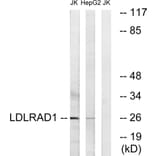 Western Blot - Anti-LDLRAD1 Antibody (C16503) - Antibodies.com