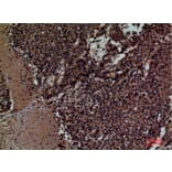 Immunohistochemistry - Anti-KIR3DL3 Antibody (C30485) - Antibodies.com