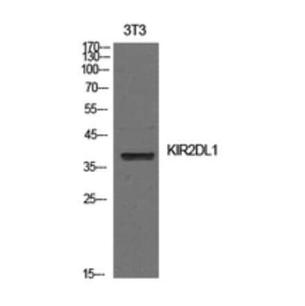 Western Blot - Anti-KIR2DL1 Antibody (C30474) - Antibodies.com