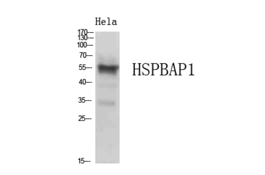 Western Blot - Anti-HSPBAP1 Antibody (C30002) - Antibodies.com