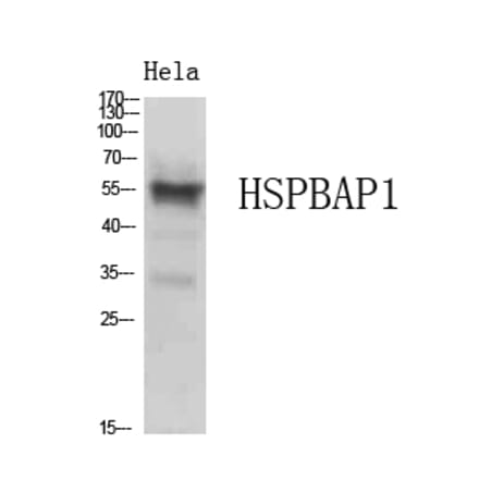 Western Blot - Anti-HSPBAP1 Antibody (C30002) - Antibodies.com