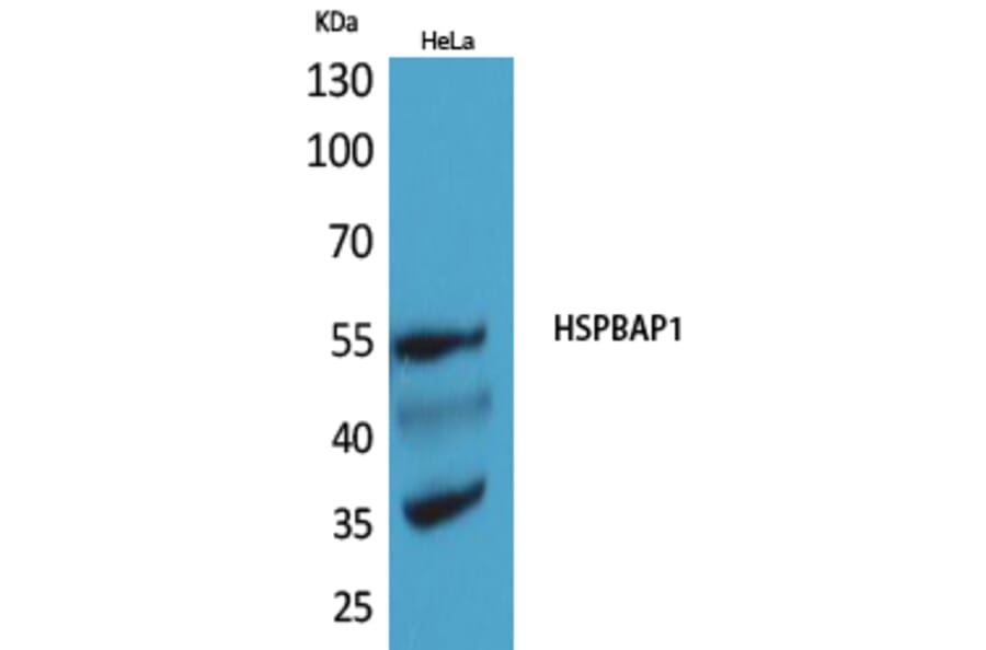 Western Blot - Anti-HSPBAP1 Antibody (C30002) - Antibodies.com