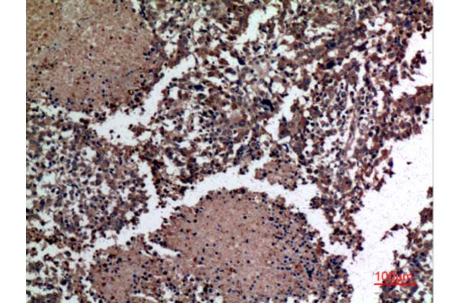 Immunohistochemistry - Anti-HSPBAP1 Antibody (C30002) - Antibodies.com