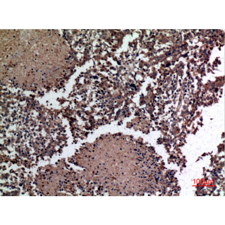 Immunohistochemistry - Anti-HSPBAP1 Antibody (C30002) - Antibodies.com