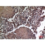 Immunohistochemistry - Anti-HSPBAP1 Antibody (C30002) - Antibodies.com