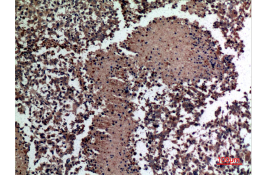 Immunohistochemistry - Anti-HSPBAP1 Antibody (C30002) - Antibodies.com