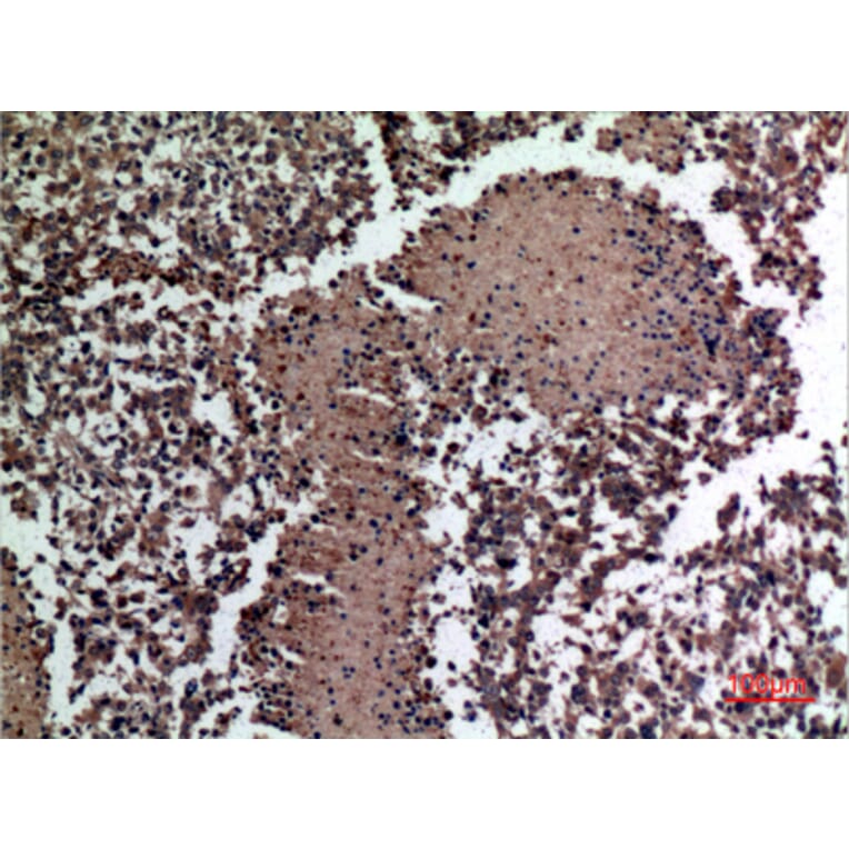 Immunohistochemistry - Anti-HSPBAP1 Antibody (C30002) - Antibodies.com