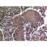 Immunohistochemistry - Anti-HSPBAP1 Antibody (C30002) - Antibodies.com