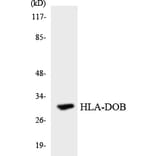 Western Blot - Anti-HLA-DOB Antibody (R12-2881) - Antibodies.com