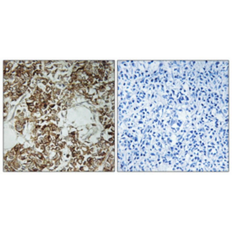 Immunohistochemistry - Anti-HLA-DOA Antibody (C16218) - Antibodies.com